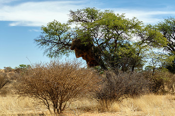 Image showing African masked weaver big nest on tree