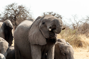 Image showing A herd of African elephants drinking at a muddy waterhole