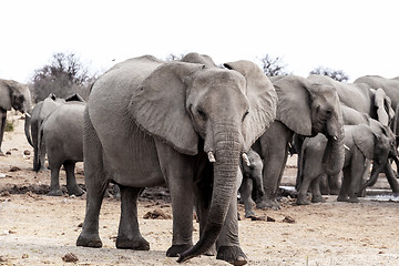 Image showing A herd of African elephants drinking at a muddy waterhole