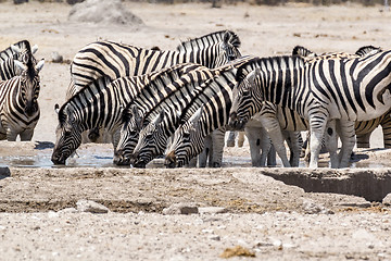 Image showing Zebra drinking on waterhole