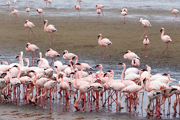 Image showing Rosy Flamingo colony in Walvis Bay Namibia