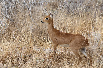 Image showing Steenbok, Etosha National Park, Namibia