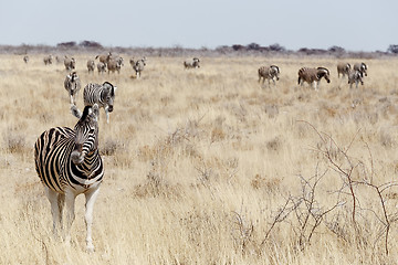 Image showing Zebra in african bush