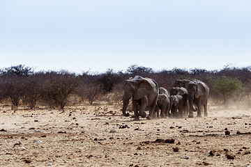 Image showing A herd of African elephants drinking at a muddy waterhole