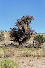 Image showing African masked weaver big nest on tree