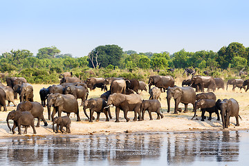 Image showing A herd of African elephants drinking at a muddy waterhole