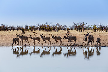 Image showing herd of Kudu drinking from waterhole