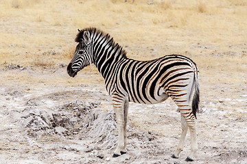 Image showing Young zebra in african bush