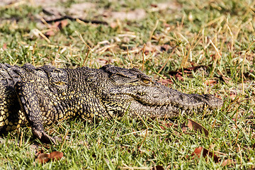 Image showing Portrait of a Nile Crocodile