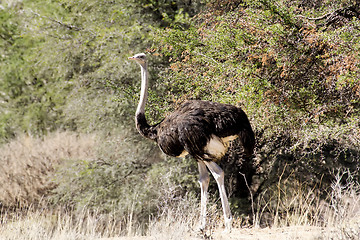 Image showing Ostrich Struthio camelus, in Namibia