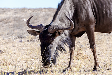 Image showing A wild Wildebeest Gnu grazing grassland