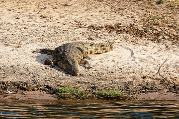 Image showing Portrait of a Nile Crocodile