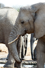 Image showing A herd of African elephants drinking at a muddy waterhole