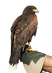 Image showing Golden Eagle Isolated on glove