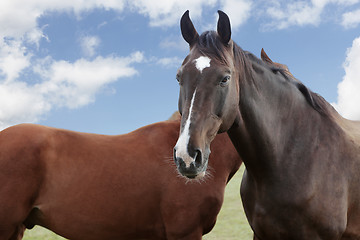 Image showing Holsteiner horse in front of a cloudy sky