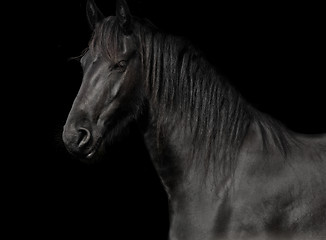 Image showing friesian in the studio