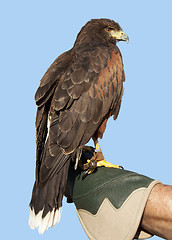 Image showing Eagle against a blue sky 