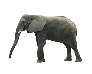 Image showing Isolated elephant