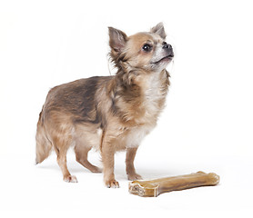 Image showing small chihuahua with big bone