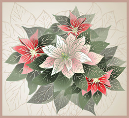 Image showing Christmas card.    Illustration Poinsettia flower (christmas sta