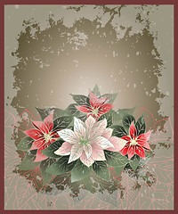 Image showing Christmas card.    Illustration Poinsettia flower (christmas sta