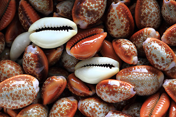 Image showing sea shells background