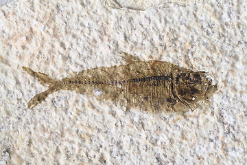 Image showing fish fossil
