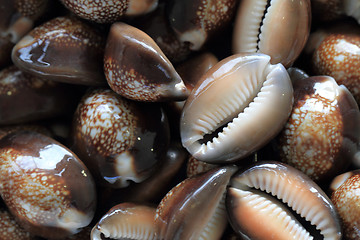 Image showing sea shells background