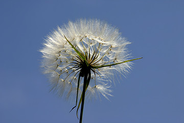 Image showing Photo of the flowers on the sky background