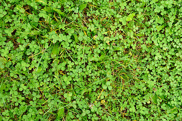 Image showing Field of shamrock   