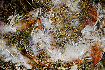 Image showing Nest