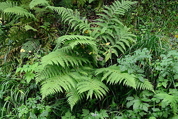 Image showing Fern