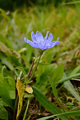 Image showing Flower