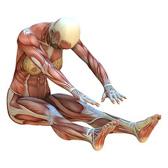 Image showing Muscle Maps