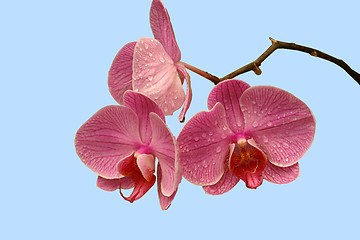 Image showing Orchid on blue background