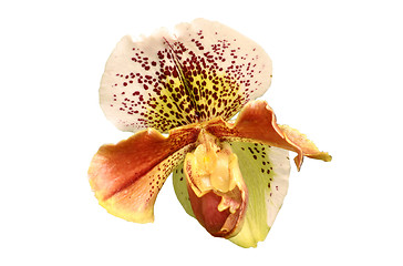 Image showing Isolated orchid