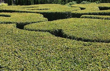 Image showing Topiary