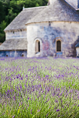 Image showing Lavander field