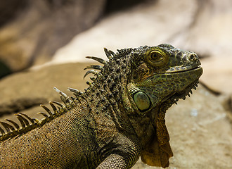 Image showing Green Iguana