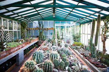 Image showing Cactus greenhouse