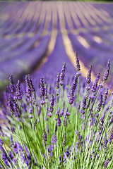 Image showing Lavander field