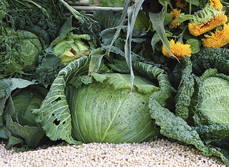 Image showing Harvest of the cabbages