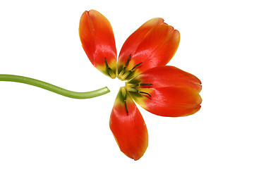 Image showing Flower constructed from tulip's petals and stem