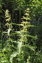 Image showing nettle dvudomny among a grass.