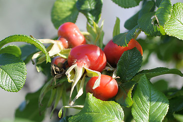 Image showing Ripe fruits of a rose wrinkled (dogrose).