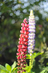 Image showing Flowers of pink and violet lupines in a garden.