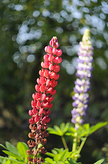 Image showing Flowers of pink and violet lupines in a garden.
