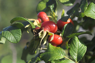 Image showing Ripe fruits of a rose wrinkled (dogrose).