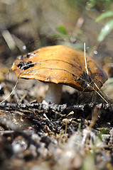 Image showing Big mushroom an aspen mushroom in the wood.