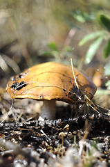 Image showing Big mushroom an aspen mushroom in the wood.